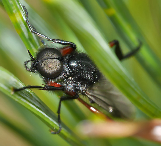 Bibio pomonae