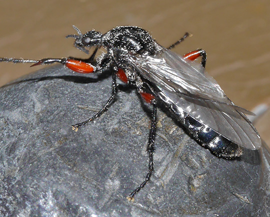 Bibio pomonae
