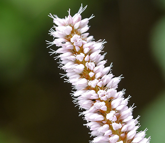 Bistorta officinalis
