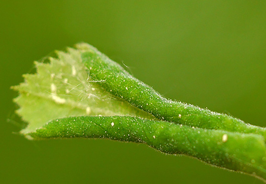 Blennocampa phyllocolpa