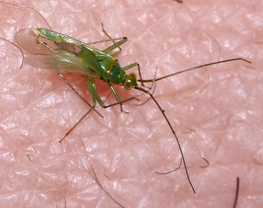 Blepharidopterus angulatus