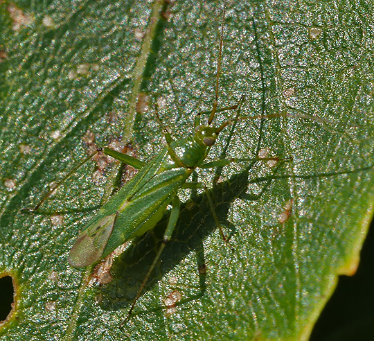 Blepharidopterus angulatus