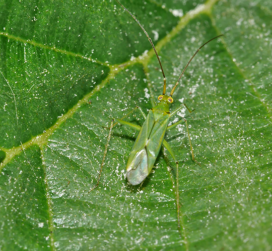 Blepharidopterus angulatus