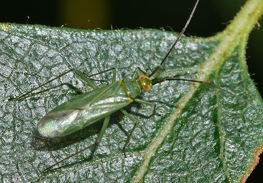 Blepharidopterus angulatus