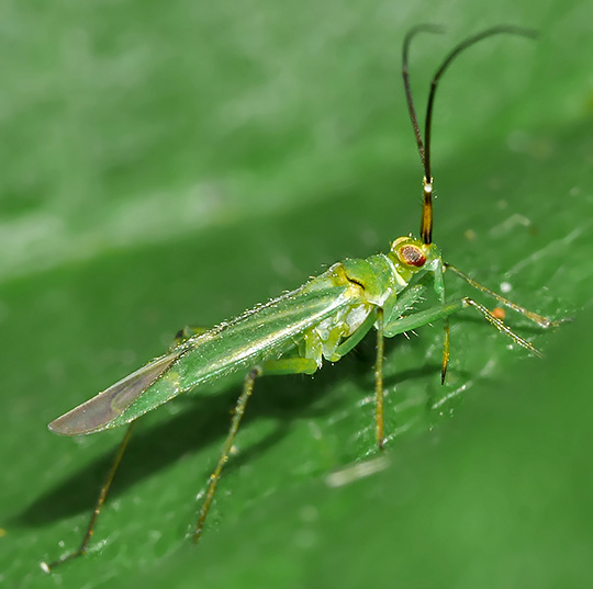 Blepharidopterus angulatus