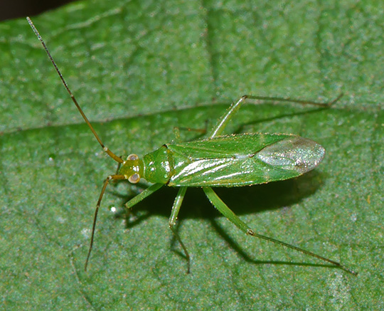 Blepharidopterus angulatus