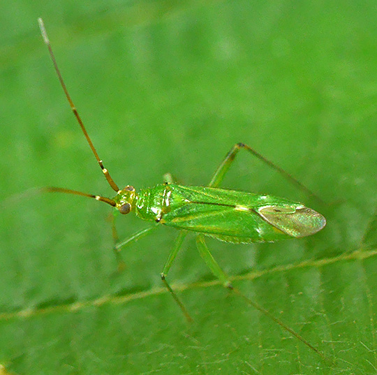 Blepharidopterus angulatus