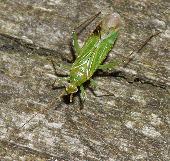 Blepharidopterus angulatus