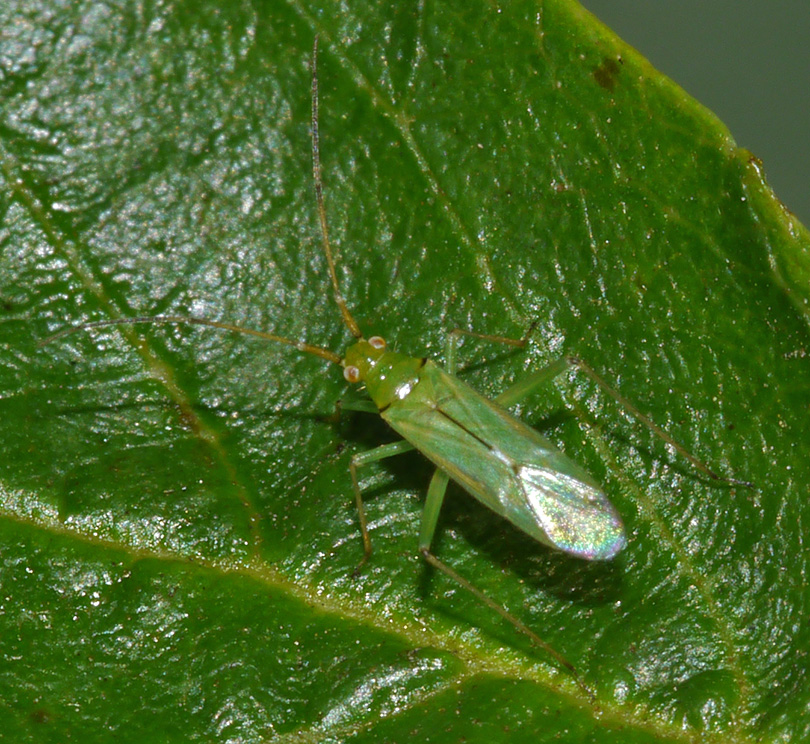 Blepharidopterus angulatus