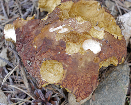 Boletus pinophilus