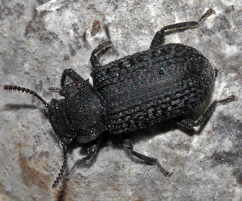 Bolitophagus reticulatus