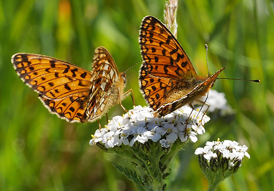 Boloria selene