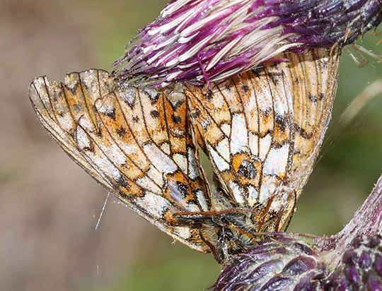 Boloria selene