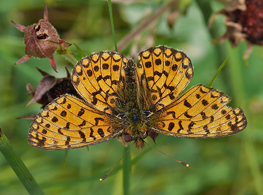 Boloria selene