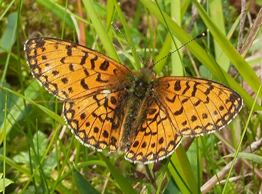 Boloria selene