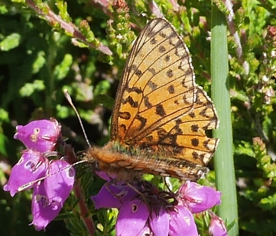 Boloria selene
