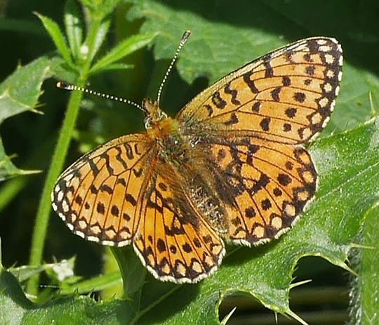 Boloria selene