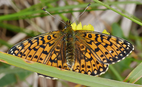 Boloria selene