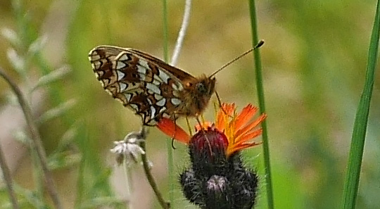Boloria selene