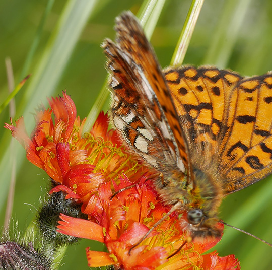 Boloria selene