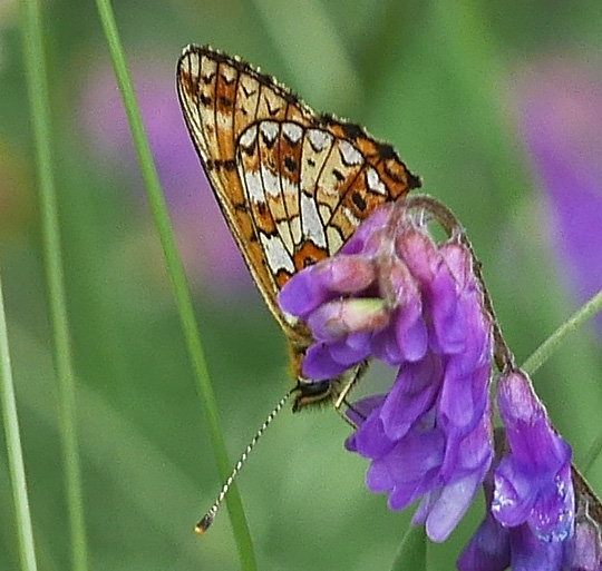 Boloria selene