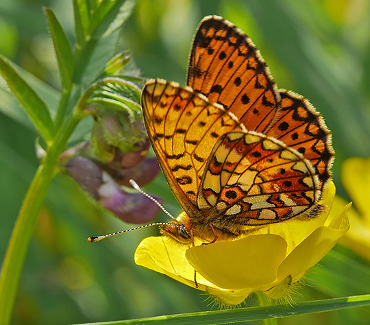 Boloria selene