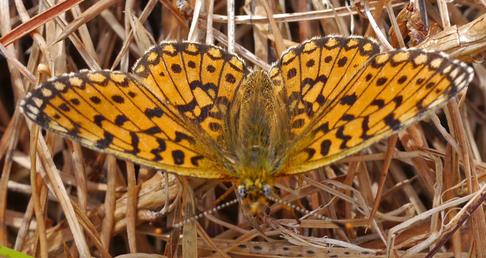 Boloria selene