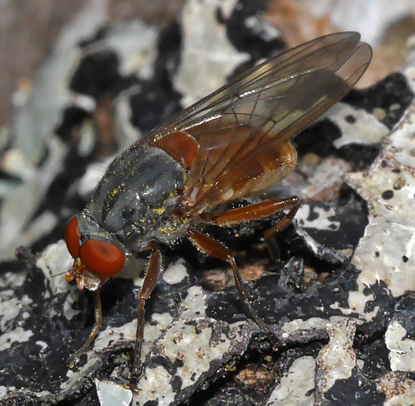 Brachyopa pilosa
