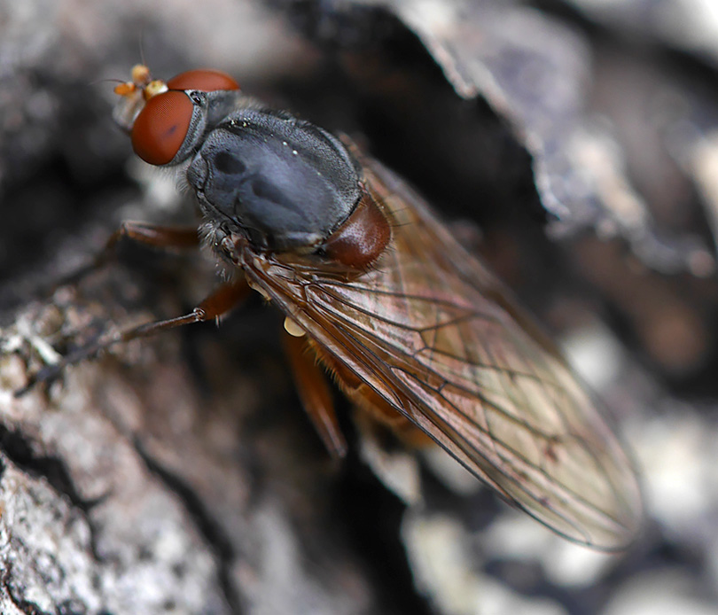 Brachyopa pilosa