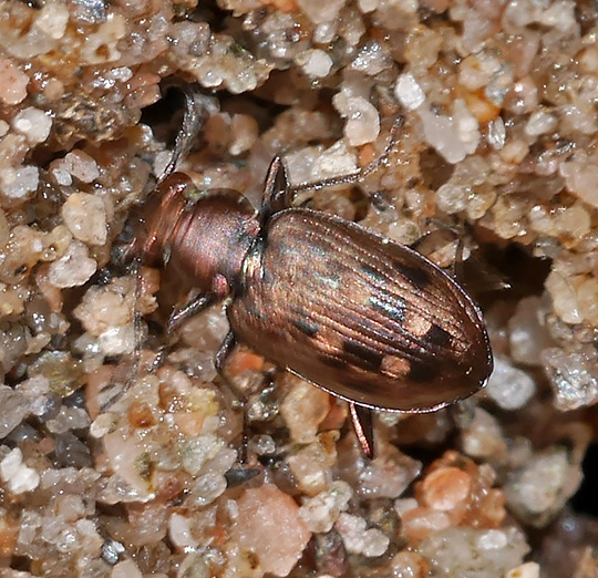Bracteon litorale