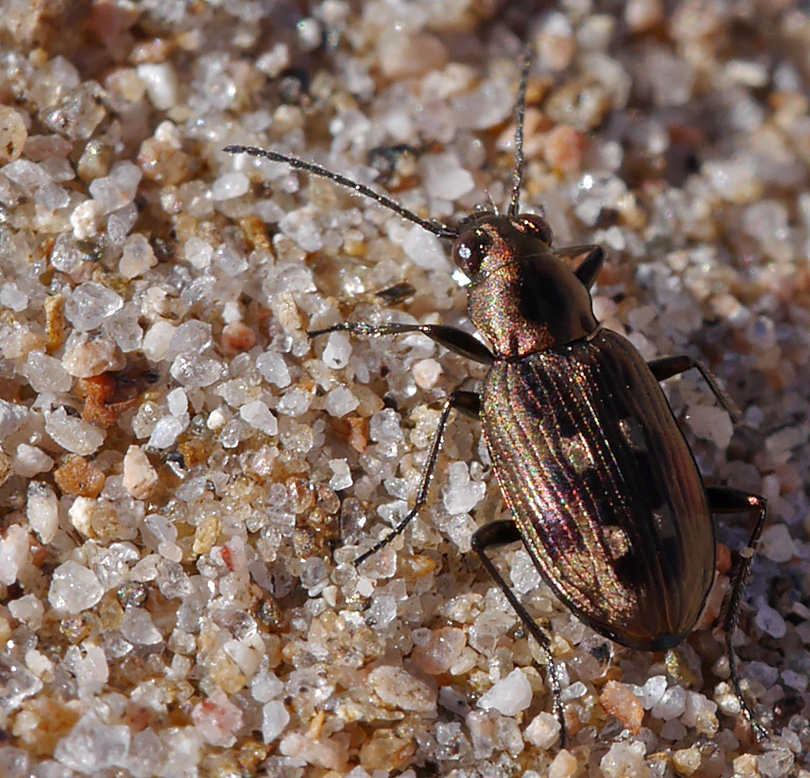 Bracteon litorale