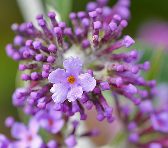 Buddleja davidii