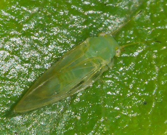 Cacopsylla peregrina