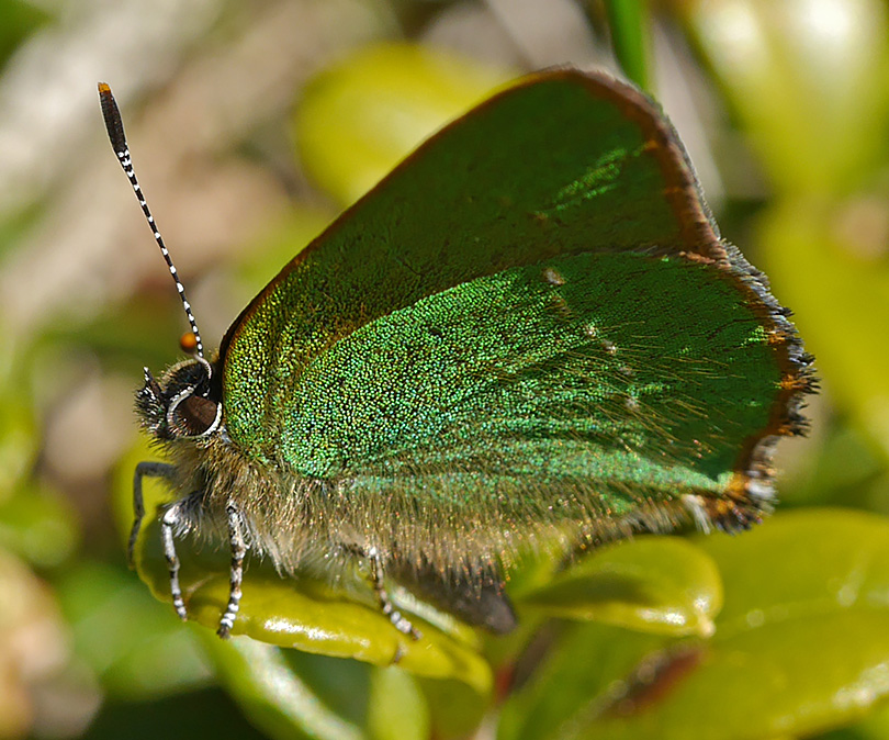 Callophrys rubi