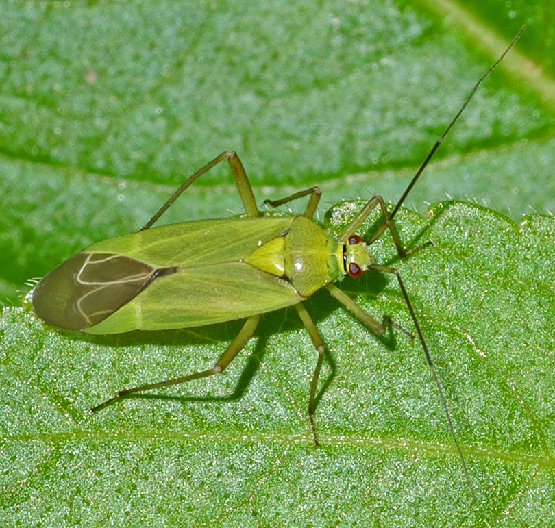 Calocoris alpestris