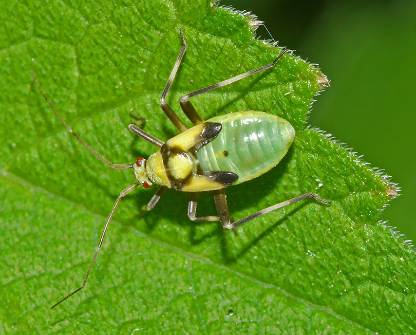 Calocoris alpestris