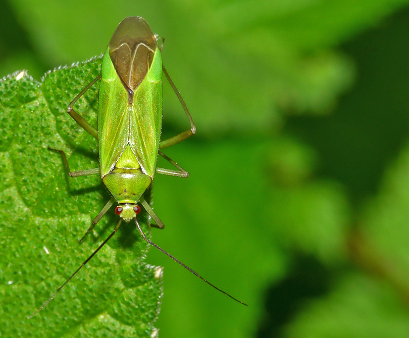 Calocoris alpestris