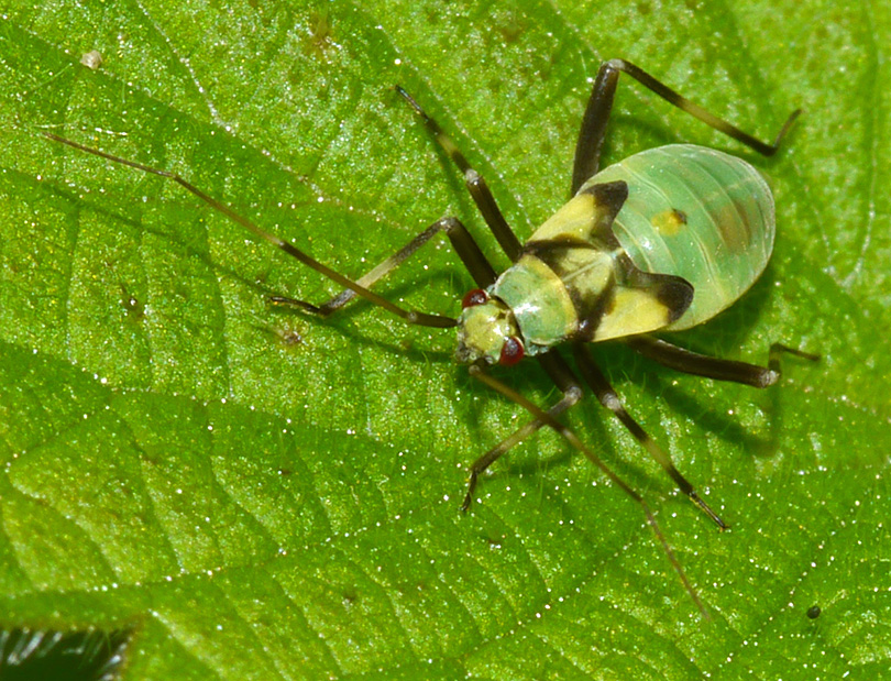 Calocoris alpestris