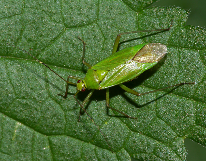 Calocoris alpestris