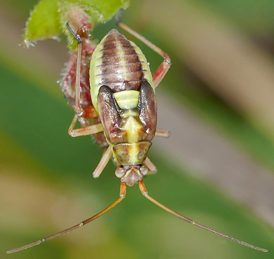 Calocoris roseomaculatus