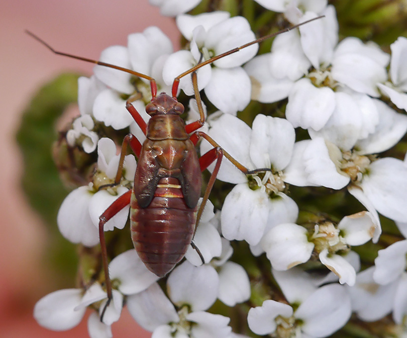 Calocoris roseomaculatus