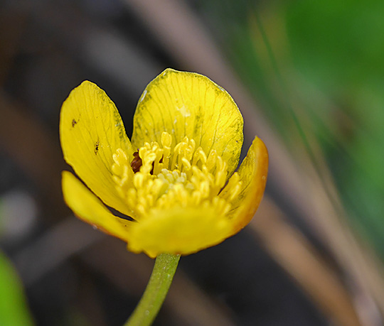 Caltha palustris