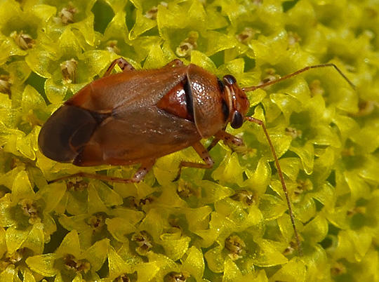 Camptozygum aequale
