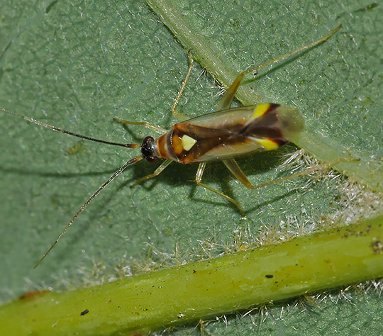 Campyloneura virgula