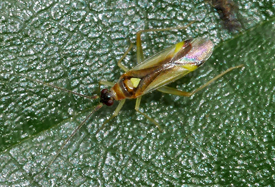 Campyloneura virgula