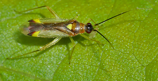 Campyloneura virgula