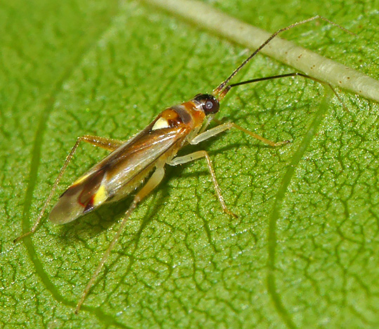 Campyloneura virgula