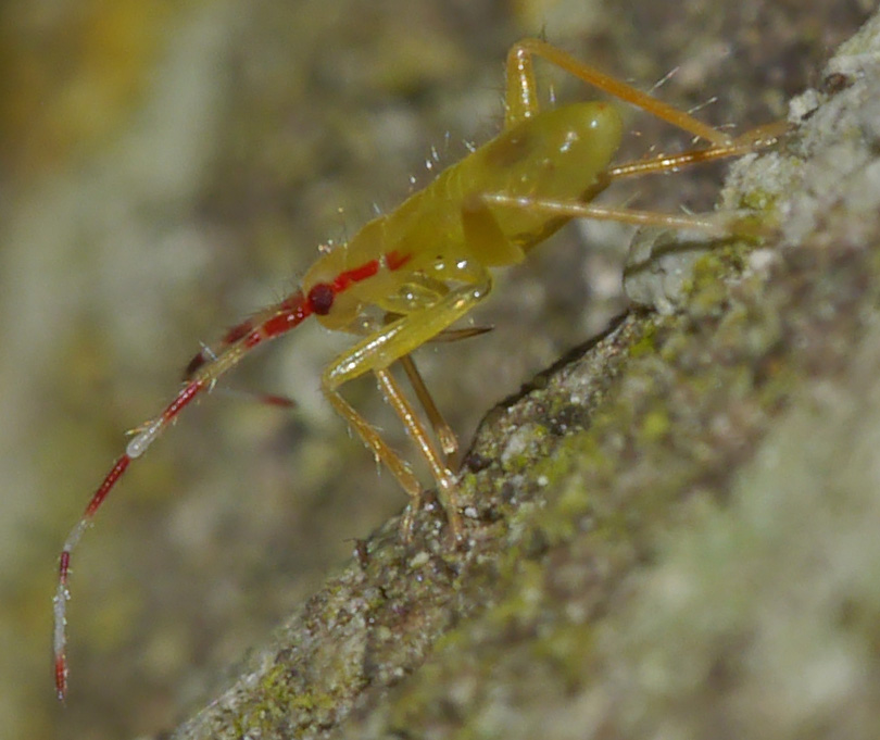 Campyloneura virgula