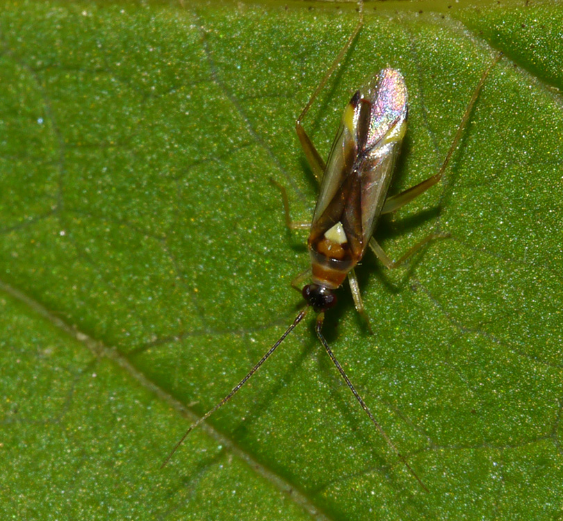 Campyloneura virgula