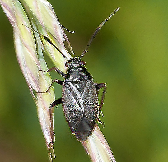 Capsus ater
